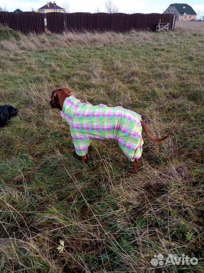 Пошив одежды для собак