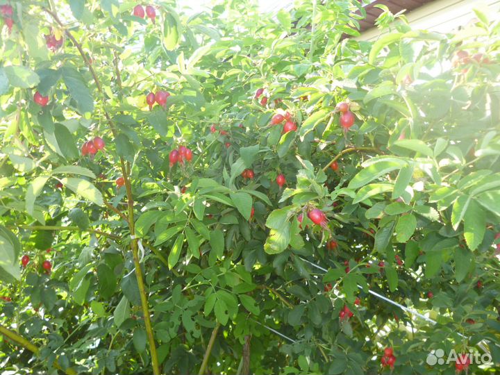 Саженцы шиповникова дерева и другие кустарники