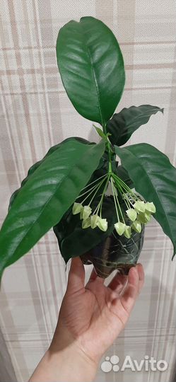 Хойя Мультифлора