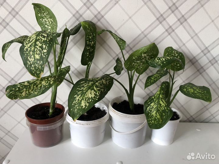 Диффенбахия