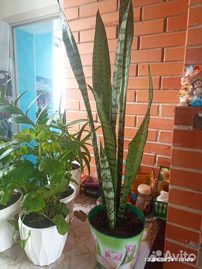 Сансевиерия