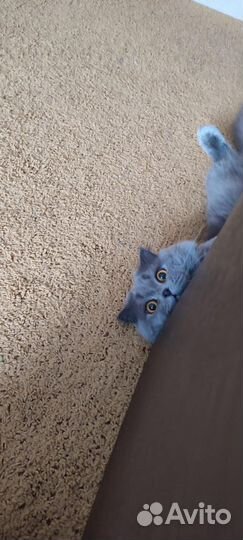 Британский кот для вязки