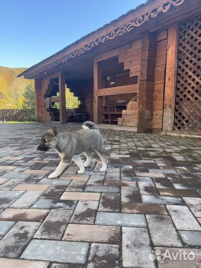 Щенко лайки