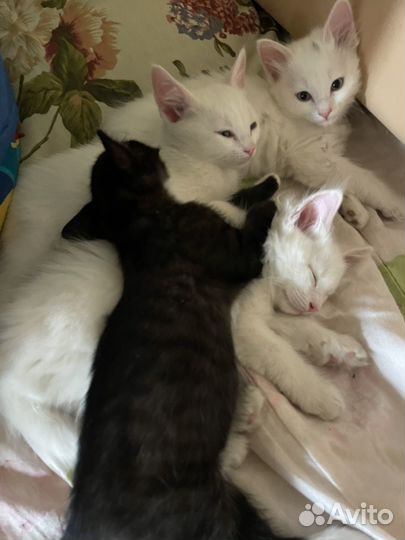 Котенок турецкой ангоры