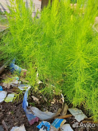 Спаржа (аспарагус), лапчатка желтая, таволга