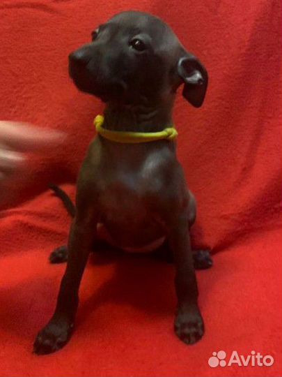 Щенки левретки