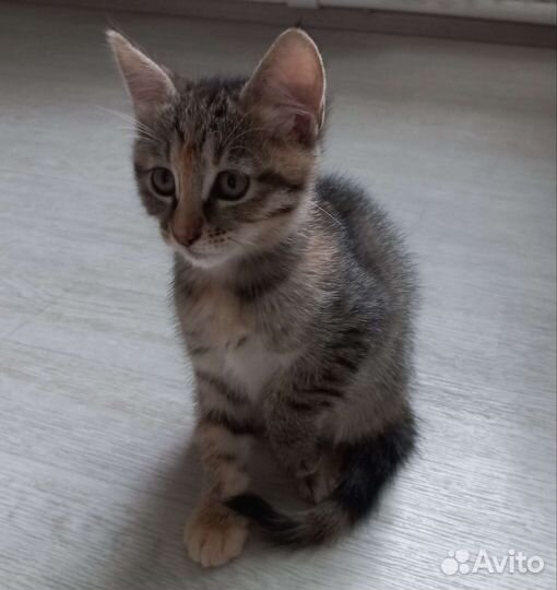 Кошка