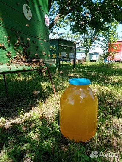 Мед акация 2024 июнь