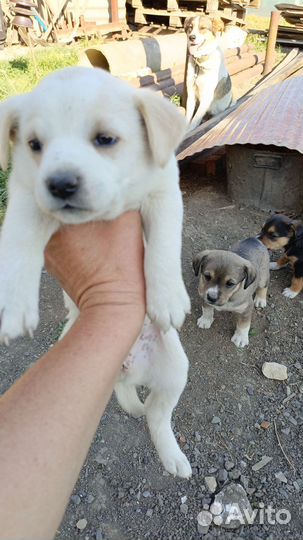 Собаки только в добрые руки