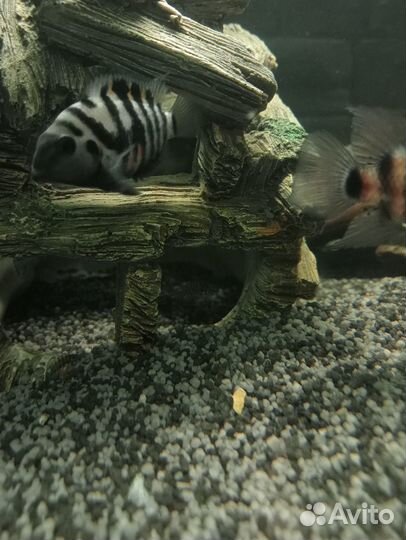 Мальки Цихлиды чернополосые (1,5см.)