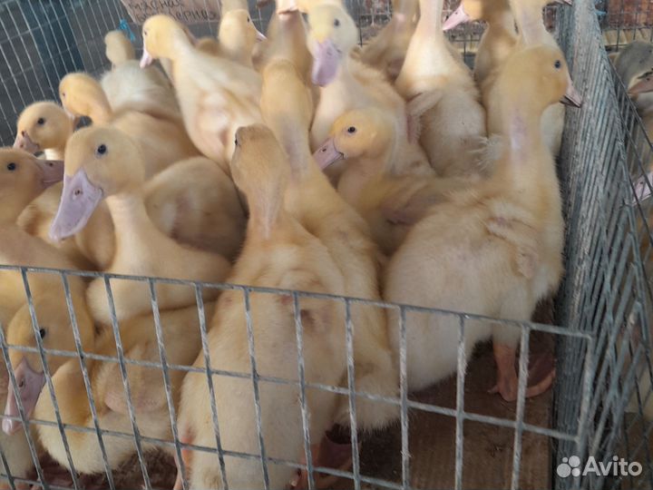 Утки на мясо