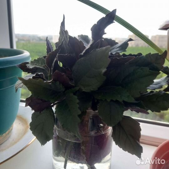 Мона лавендер,земфирантес,спатифилум