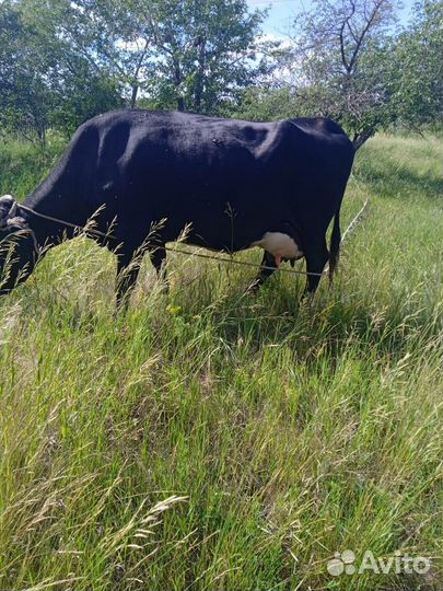 Корова дойная