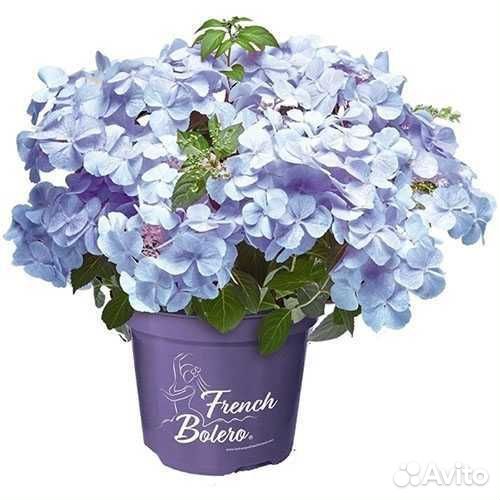 Гортензия сбежавшая невеста, френч болеро блю