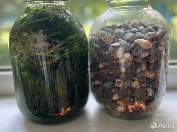 Растения и грунт для аквариума