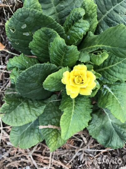 Примула беларина