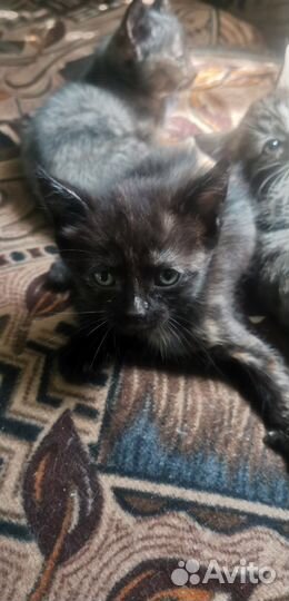 Кошки в добрые руки бесплатно