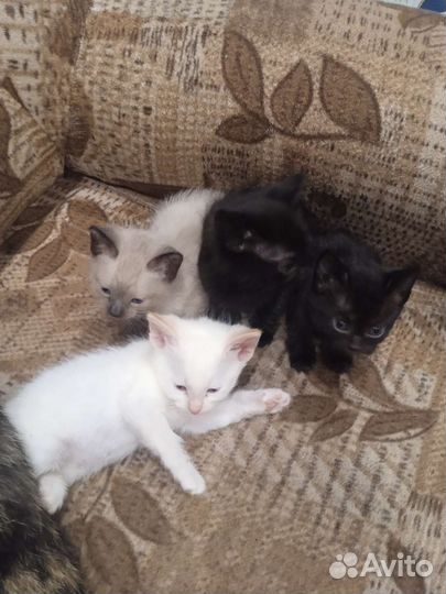 Котята в добрые руки