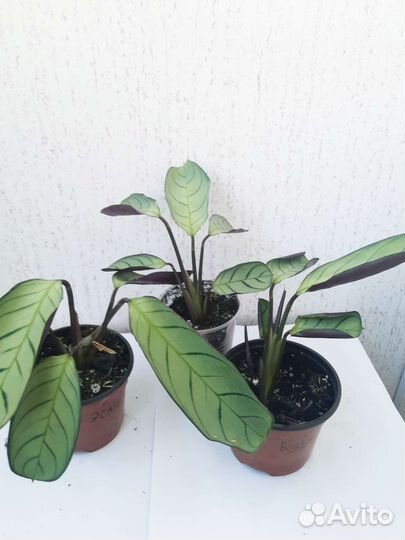 Калатея Ктенанта Амагрис