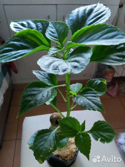 Бальзамин розовый