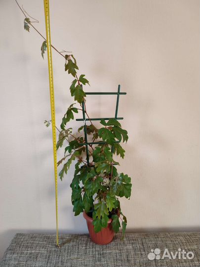 Циссус (березка)