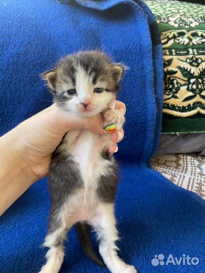 Котенок девочка - Монро