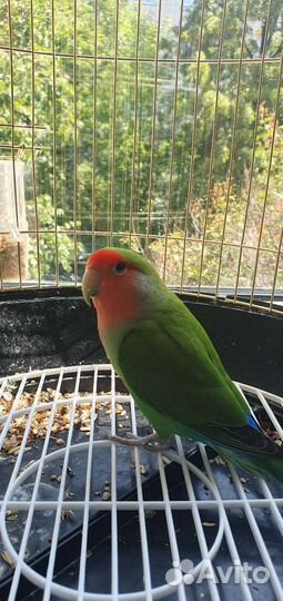 Попугаи.Пара взрослая+клетка