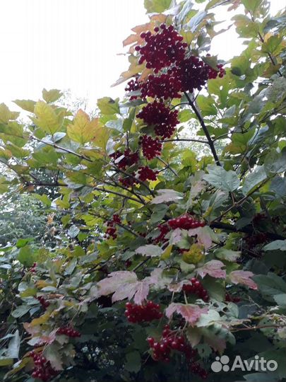 Калина, черноплодка и др