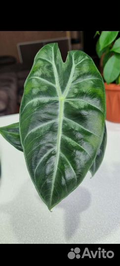 Алоказия пинк дракон