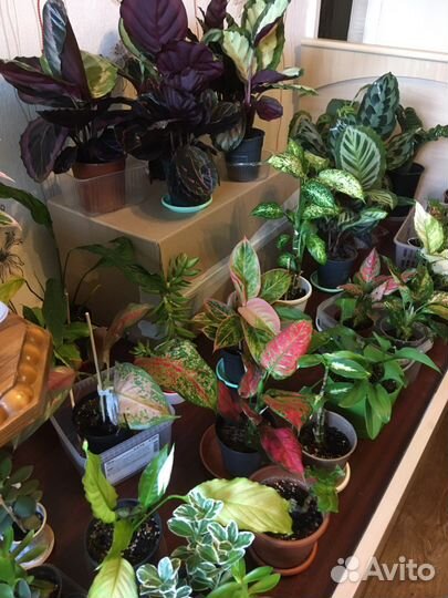 Цветы комнатные разные