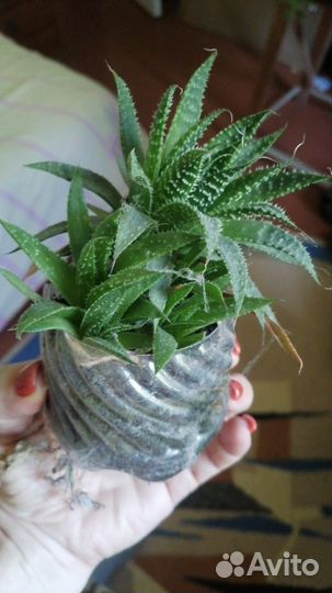 Алоэ остистое