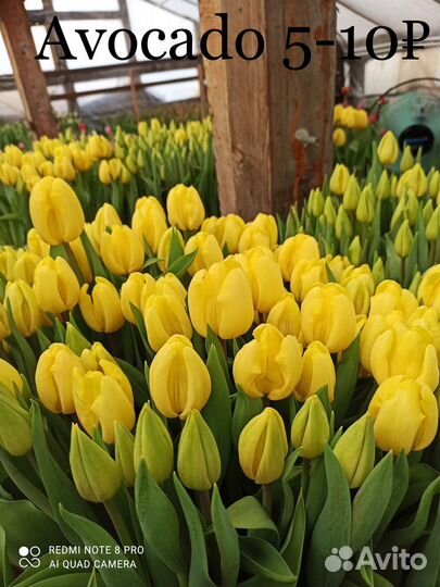 Луковицы тюльпанов