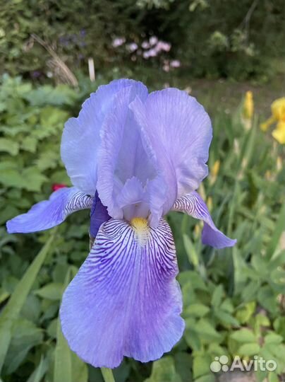 Ирисы бородатые