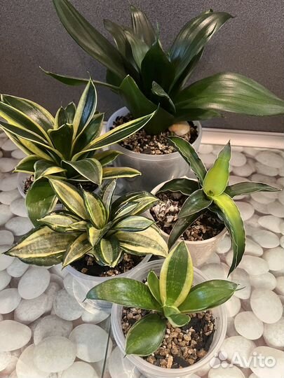 Сансевиерия сортовая
