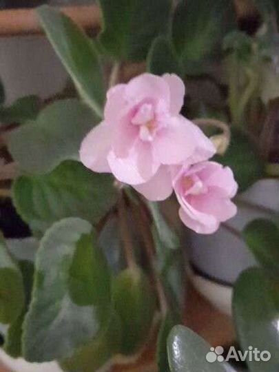 Фиалка, отростки разного цвета