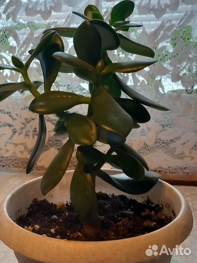 Цветок толстянка