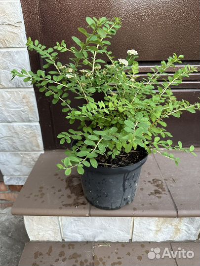 Спирея ниппонская