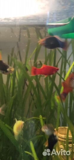 Аквариумные рыбы