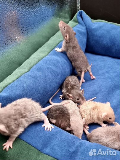 Крысята крысы дамбо рекс из питомника с паспортом