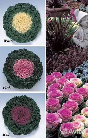 Цветок декоративный капуста две расцветки