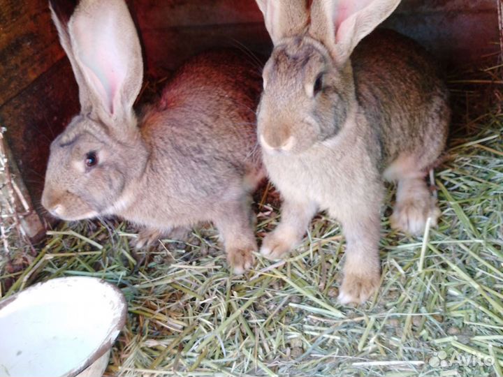 Кролики на племя и на мясом