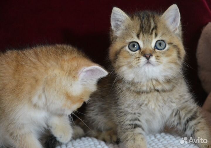 Золотые британчики