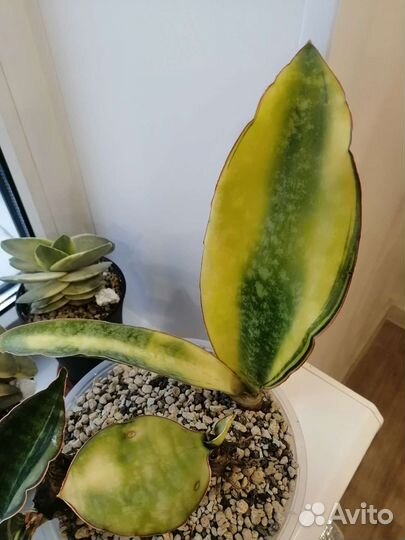 Детки сансевиерий