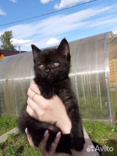 Котята