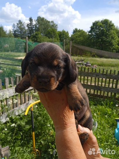 Щенки таксы