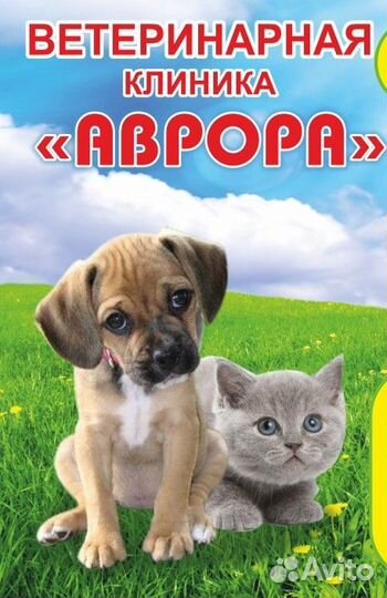 Кастрация котов, стерилизация кошек, вакцинация