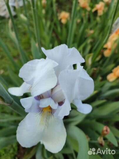 Многолетники