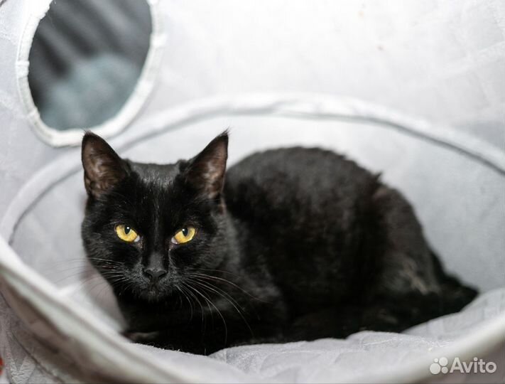 Котенок в добрые руки