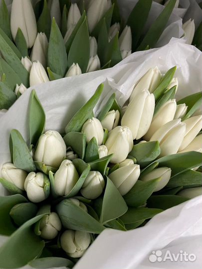 Тюльпаны к 8 марта оптом