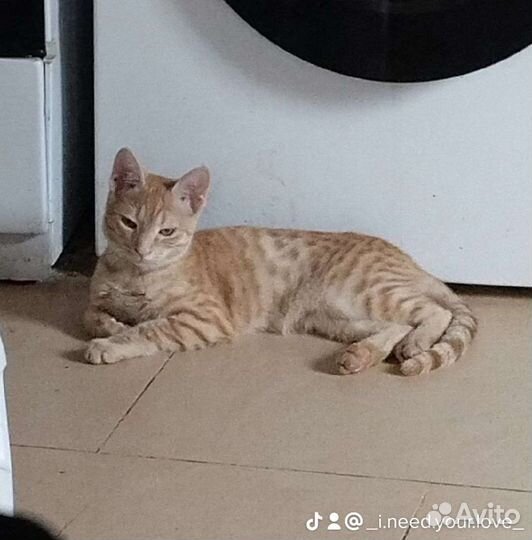 Потерялся кот